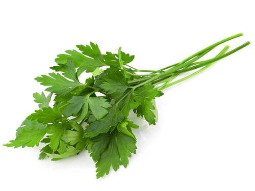 Fresh Italian Parsley / Perejil Italiano .75 oz