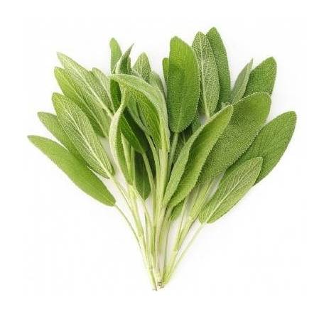 Salvia-Sage 0.75 oz